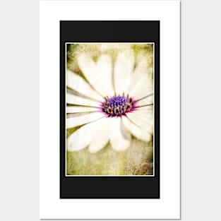 Marguerite, flower textured Posters and Art